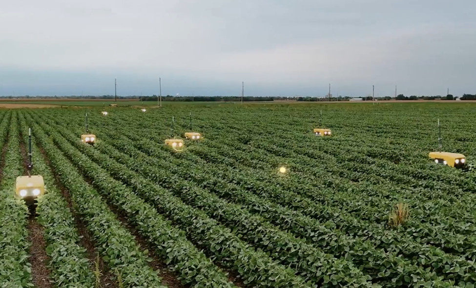 Ground drones weeding a field of crops