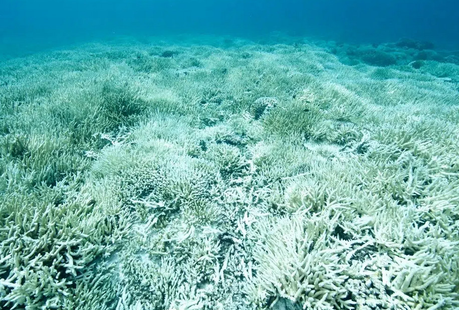 dead coral reefs