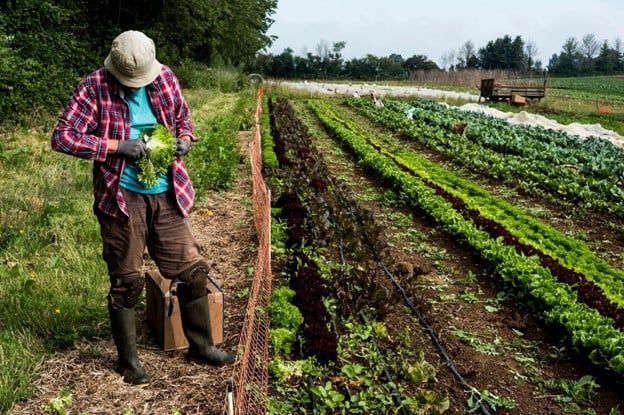Farmer in Field